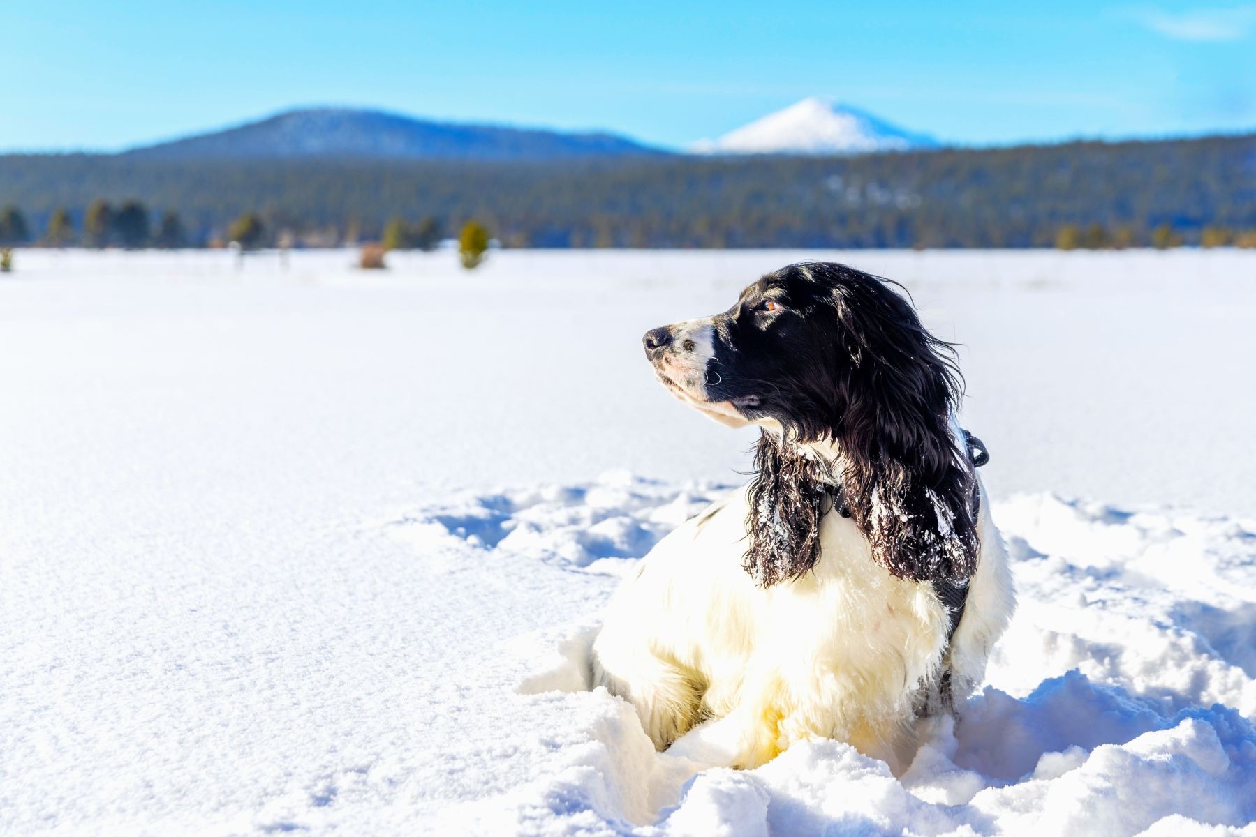 dog in the snow in Sunriver Oregon 